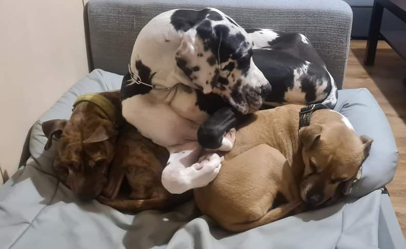 doga a spol